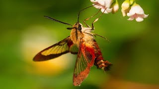 Hummingbird Moth Natures Incredible Mimic [upl. by Wyon385]