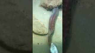 I tried to catch this eel calmsea [upl. by Eedrahc]