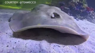 A stingray pregnancy goes viral [upl. by Nymassej]