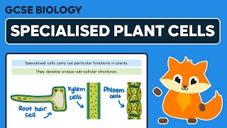 Specialised Plant Cells  GCSE Biology [upl. by Kcirdderf]