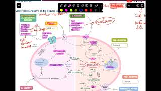 CVS pharmacology from first aid [upl. by Ethelbert]