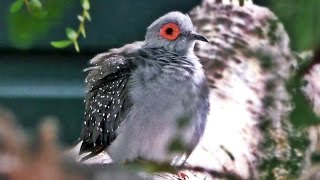 Diamond Dove Singing a Beautiful Bird Song  Exotic Birds [upl. by Eiddet306]