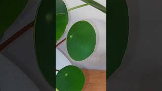 Pilea peperomioides [upl. by Htrag]