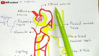 Structure of Nephron  Malphigian body  Renal tubule  Bio science [upl. by Lauraine915]