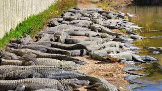 Colorado Gators Reptile Farm [upl. by Reinold]