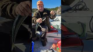 Fishing makrell in norway fishing sailboat sailing boating fish [upl. by Nylidam]