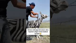 parviz 070 jigarla yaxshi kayfiyat uchun mana silaga zebra rek musicapp auto new reek danc [upl. by Atirak]