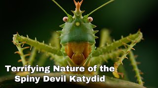 Terrifying Nature of the Spiny Devil Katydid [upl. by Brackett28]