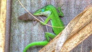 Green Anole Lizards Mating and Change Color [upl. by Asiak]