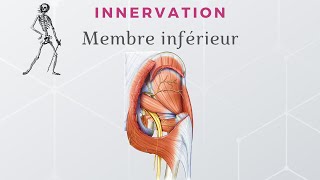 Anatomie du Membre Inférieur  Innervation du Membre Inférieur [upl. by Yzzik]