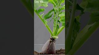 EPIC Radish Growing From Seed  Time Lapse [upl. by Adnilemre190]