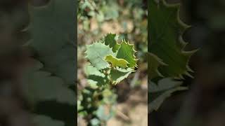 Hojas de encina Quercus ilex rotundifolia [upl. by Stichter256]