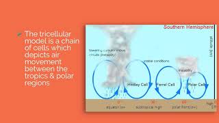 The Tricellular Model Hadley Ferrel amp Polar Cell [upl. by Hirza]