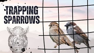 Trapping and Identifying House Sparrows [upl. by Bright]