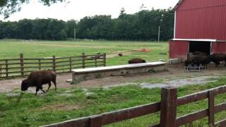 Bison farm near Philipsburg PA [upl. by Dara]