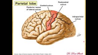 9 Sulci amp gyri of the cerebral hemispahere Doaa 2020 [upl. by Buckler]