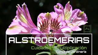 Cómo cultivar y multiplicar 💐 ALSTROEMERIAS Azucenas de Perú v74 Curso básico de Jardinería  LdN [upl. by Kippie]