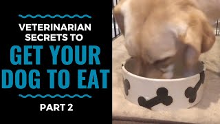 Veterinarian Secrets To Get Your Dog to Eat Part 2 VLOG 69 [upl. by Gweneth]