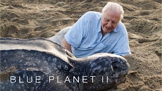 Protecting leatherback turtles  Blue Planet II Episode 7 Preview  BBC One [upl. by Gastineau]