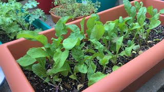 Arugula from Seed to Harvest [upl. by Einahc]