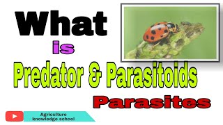 Predator एवं Parasitoids और Parasites मैं अंतर क्या हैं।What is Predator Parasites And Parasitoids [upl. by Liamaj982]