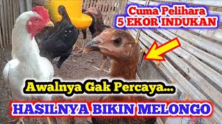 Blakblakan Soal Keuntungan Ternak Ayam Modal 5 Ekor Tanpa Pakan Pabrikan [upl. by Refinnej]