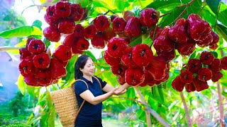 Harvest wax apple amp Goes To Market Sell  Harvesting And Cooking  Lý Song Ca [upl. by Bloxberg]