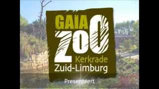 GaiaZOO  Nieuwe hengst bij Przewalskipaarden [upl. by Philipines]