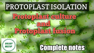 Protoplast isolation  Protoplast culture  Protoplast fusion Bsc 3rd Year Complete notes [upl. by Akimert]