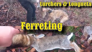 Ferreting with Lurchers And Longnets [upl. by Alcock]