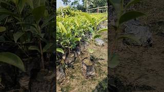 Bokul plantminivlog shortvideo agriculture viralshort nurseryrhymes [upl. by Zoie606]