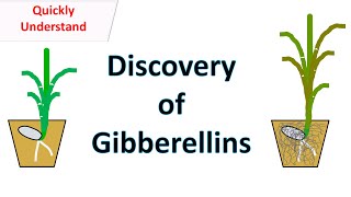 Discovery of Gibberellins [upl. by Marva652]