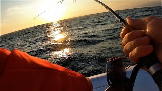 Ultralight Gear VS Tuna Species  Daiwa Ballistic 1000 Tames Bonita [upl. by Wilfred]