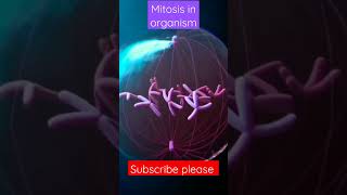 mitosis 3d animation  Phase of mitosis  cell cycle and cell division mitosis and meiosis shorts [upl. by Nylaj]