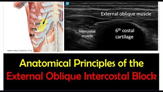 External Oblique Intercostal Block  Anatomical Principles Nov 2023 [upl. by Tennos]