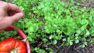 TRG 2012 Growing Cilantro in Your Garden All Summer Long [upl. by Hanas295]