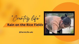 Rural Life  Rain on the Rice Fields  FarmLifeu4c [upl. by Enavi417]