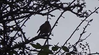 Robin UK Wildlife [upl. by Urania16]