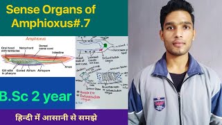 Sense organs of Amphioxus  Branchiostoma  BSc 3rd Year Zoology 5th Semester Second paper [upl. by Swec]