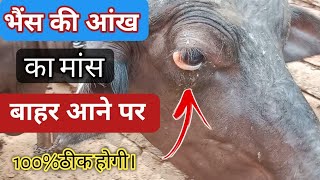 भैंस की आंख का मांस बाहर आने पर ऐंसे इलाज करे l chemosis in Buffalo l Treatment of Chemosis l [upl. by Akiras]