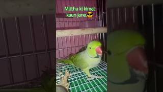 Mitthu Mitthu bolne wala 🐦 parrot badshah love parrottalking mittoo birdsongs indianbirds [upl. by Nahtannoj772]