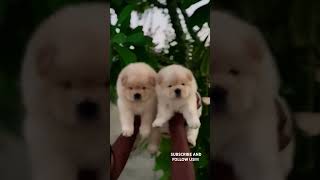 Show Quality Chow Chow Puppies available for loving home puppy puppylife puppyvideos cutepuppy [upl. by Munford]