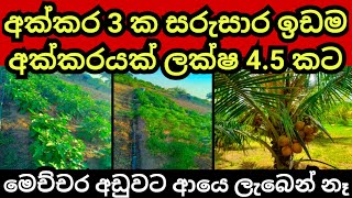 අක්කරයක් ලක්ෂ 45 කට  Land for sale in sri lanka  Agriculture land  Pol idam  Aduwata idam [upl. by Stannwood]