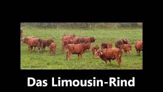 Das Limousinrind [upl. by Bernadette]