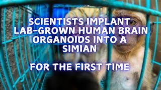 Implanting labgrown human brains into monkeys [upl. by Iznyl]