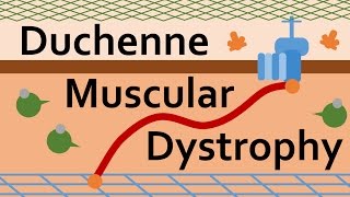 Duchenne Muscular Dystrophy and Dystrophin [upl. by Mok223]