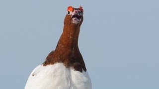 Voices Willow Ptarmigan [upl. by Wehhtam20]