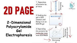 2D polyacrylamide gel electrophoresis  2D PAGE [upl. by Newol]