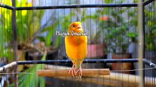 Canary song for mating training of beautiful Belgian canaries 119 [upl. by Renie]