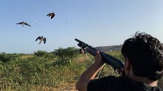 Chasse Tourterelles Des Bois  Dove Hunting  Cacería De Tórtolas [upl. by Hazem]